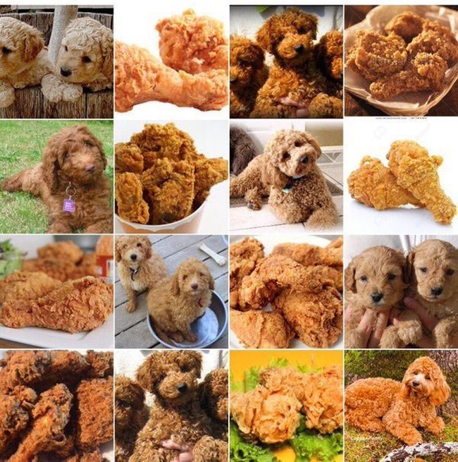 Những hình ảnh khiến bạn hoa mắt vì không biết đâu là con vật đâu là thức ăn - Ảnh 1.