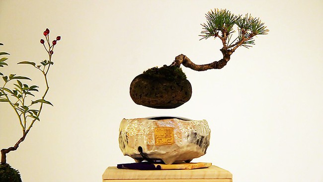 Bonsai treo lơ lửng - thú chơi Tết tao nhã của người dân Hà Thành - Ảnh 6.