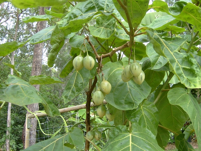 Hướng dẫn cách trồng cà chua thân gỗ Tamarillo đang vô cùng hot hiện nay - Ảnh 6.