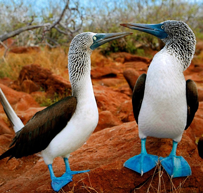 Tập tính cua gái kỳ lạ của loài chim có đôi chân xanh biếc siêu đáng yêu - Ảnh 1.