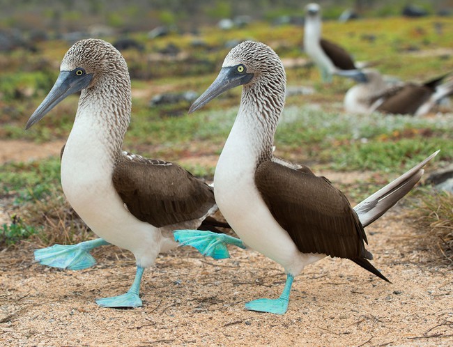 Tập tính cua gái kỳ lạ của loài chim có đôi chân xanh biếc siêu đáng yêu - Ảnh 2.