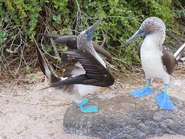 Tập tính cua gái kỳ lạ của loài chim có đôi chân xanh biếc siêu đáng yêu - Ảnh 3.