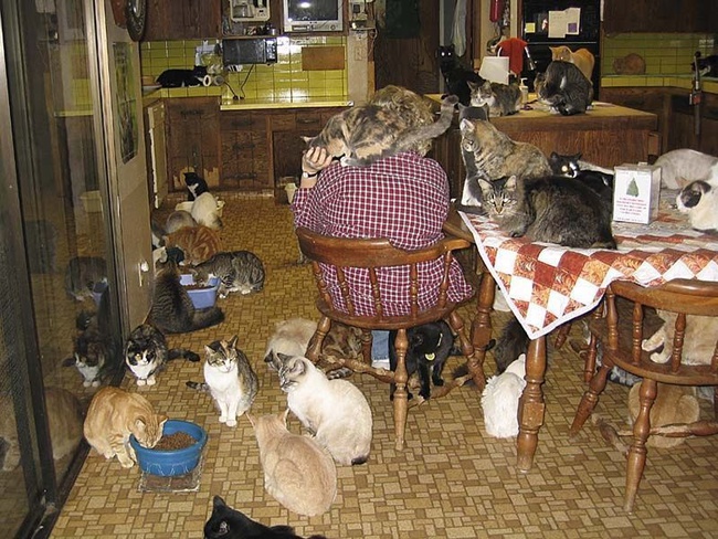 Người phụ nữ nhận hơn 1.000 con mèo về làm thú cưng - Ảnh 9.