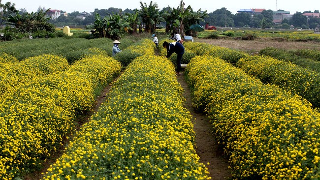 Nữ sinh nườm nượp rủ nhau kiếm tiền trên cánh đồng đẹp như mơ - Ảnh 1.