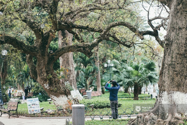 Hà Nội những ngày này lãng mạn đến lạ trong sắc vàng của mùa cây thay lá - Ảnh 11.