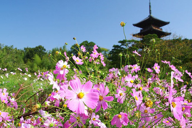 Ngẩn ngơ ngắm cánh đồng hoa cosmo Nhật Bản khoe sắc rực rỡ - Ảnh 12.
