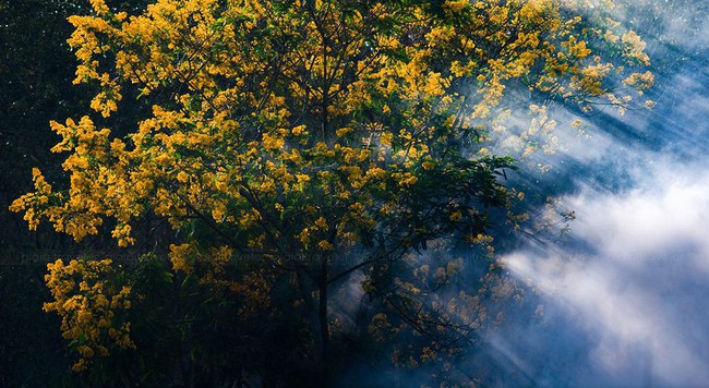 Th&aacute;ng 10 muồng v&agrave;ng nở rộ, Gia Lai đẹp như m&ugrave;a thu ch&acirc;u &Acirc;u  - Ảnh 5.