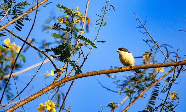 Th&aacute;ng 10 muồng v&agrave;ng nở rộ, Gia Lai đẹp như m&ugrave;a thu ch&acirc;u &Acirc;u  - Ảnh 3.