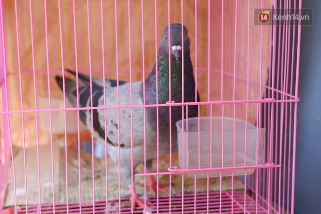 Người mẹ đơn th&acirc;n ở S&agrave;i G&ograve;n nu&ocirc;i heo 100kg như th&uacute; cưng trong nh&agrave;: N&oacute; đang giảm c&acirc;n, con g&aacute;i con đứa g&igrave; mập qu&aacute; chừng! - Ảnh 7.