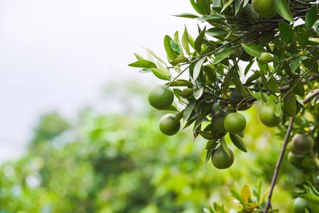 Ng&ocirc;i nh&agrave; độc đ&aacute;o kh&ocirc;ng c&oacute; m&aacute;i gi&agrave;nh huy chương v&agrave;ng trong cuộc thi thiết kế nội thất  - Ảnh 12.