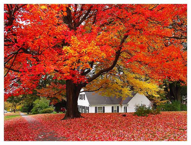 autumn-house-15389704438911004270546.jpg