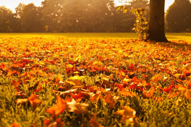 autumn-leaves-at-sunset-1030x687-15389704438861829632746.jpg