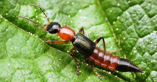 Hàng chục người nhập viện vì kiến ba khoang tấn công, ngay bây giờ cần làm ngay những điều này - Ảnh 3.