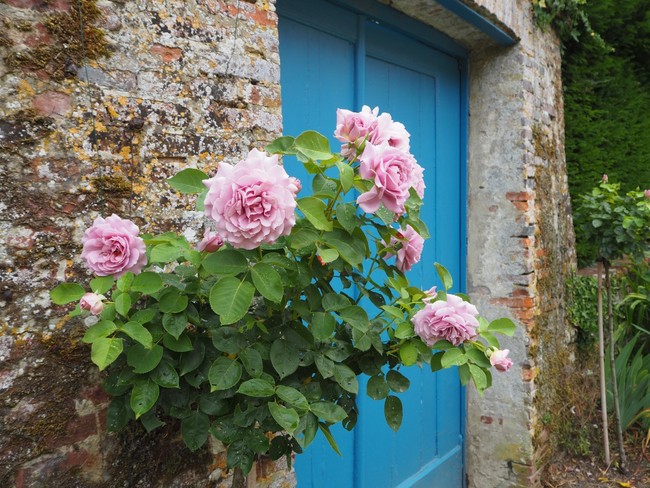 Ngắm những ngôi nhà thơ mộng với giàn hoa đẹp như cổ tích ở làng quê nước Pháp - Ảnh 1.