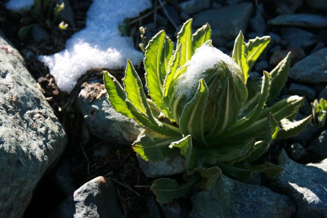 Thiên sơn tuyết liên: Hoa sen cực hiếm của Tây Tạng, 7 năm mới nở 1 lần trên núi tuyết, giá 5 triệu/hoa - Ảnh 3.