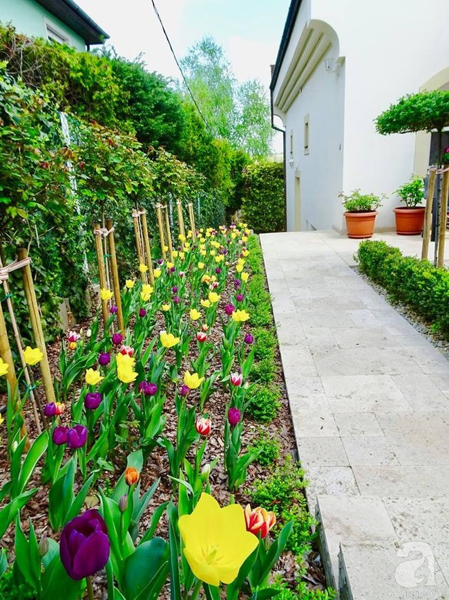 Ngôi nhà với khu vườn 600m² phủ kín các loại hoa đẹp như tranh vẽ của nữ giám đốc Việt ở Hungary - Ảnh 27.