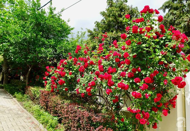 Ngôi nhà với khu vườn 600m² phủ kín các loại hoa đẹp như tranh vẽ của nữ giám đốc Việt ở Hungary - Ảnh 2.