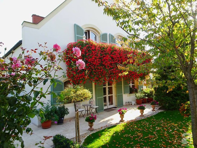 Ngôi nhà với khu vườn 600m² phủ kín các loại hoa đẹp như tranh vẽ của nữ giám đốc Việt ở Hungary - Ảnh 18.