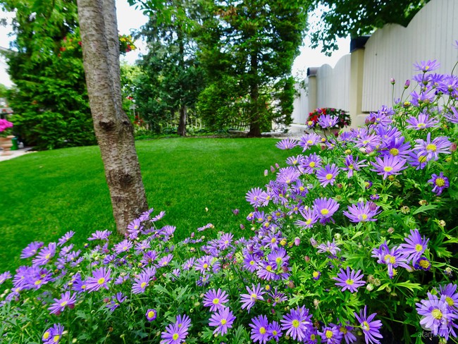 Ngôi nhà với khu vườn 600m² phủ kín các loại hoa đẹp như tranh vẽ của nữ giám đốc Việt ở Hungary - Ảnh 22.