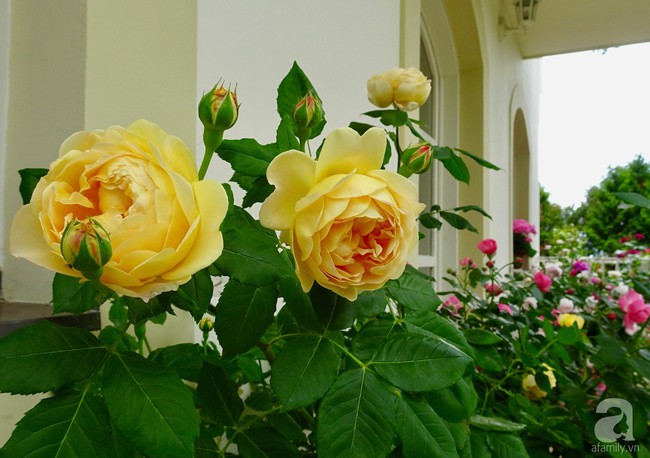 Ngôi nhà với khu vườn 600m² phủ kín các loại hoa đẹp như tranh vẽ của nữ giám đốc Việt ở Hungary - Ảnh 6.