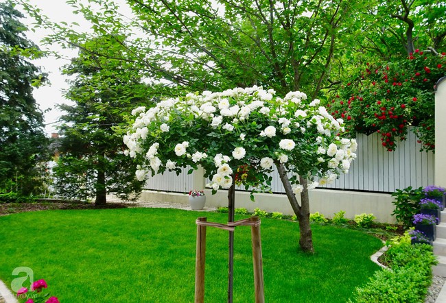 Ngôi nhà với khu vườn 600m² phủ kín các loại hoa đẹp như tranh vẽ của nữ giám đốc Việt ở Hungary - Ảnh 5.