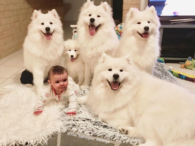 Gia đình nổi như cồn trên mạng xã hội với loạt ảnh chụp hai chị em và cả đàn chó cưng trắng như tuyết - Ảnh 8.