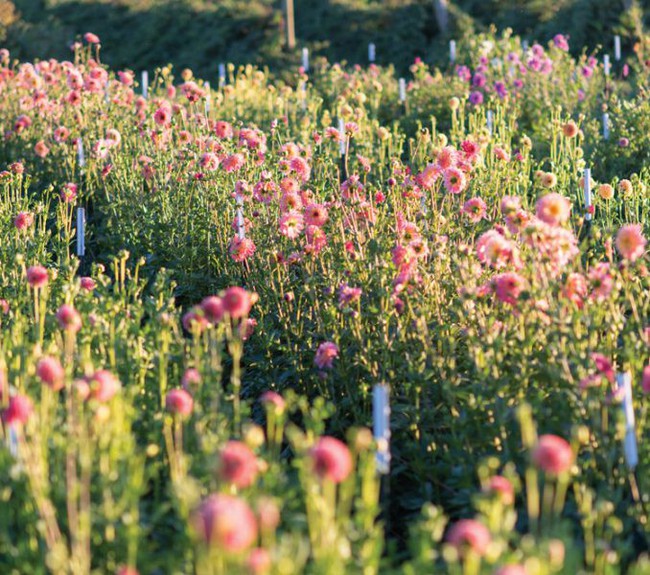 floret-flower-farm-floret-flower-farm-gleanings-from-the-garden-victoria-magazine-paintings-of-flowers-678x600-15353366108181289916122.jpg