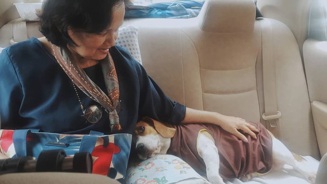 N&agrave;ng d&acirc;u uất ức v&igrave; mẹ chồng trọng ch&oacute; hơn người: bắt kho 3 nồi c&aacute; cho ch&oacute;, ch&aacute;u mới sinh kh&ocirc;ng hỏi chỉ hỏi h&ocirc;m nay ch&oacute; ăn g&igrave; - Ảnh 2.