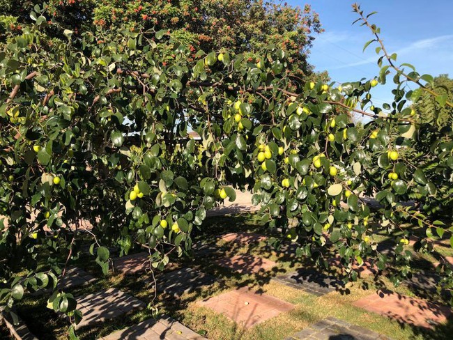 Khu vườn đủ các loại cây quả mang hương vị quê nhà của ca sĩ Bằng Kiều ở Mỹ - Ảnh 2.