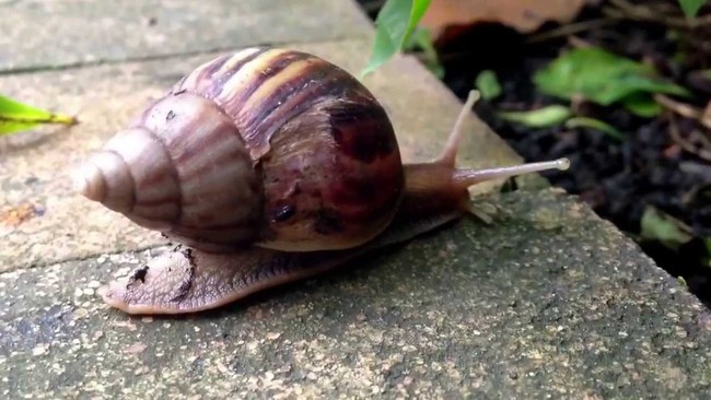 Người giật đ&ugrave;ng đ&ugrave;ng, sức khỏe nguy kịch chỉ v&igrave; nuốt ốc s&ecirc;n sống, chuy&ecirc;n gia chỉ ra l&yacute; do tại sao lo&agrave;i ốc n&agrave;y lại độc hại đến vậy! - Ảnh 2.