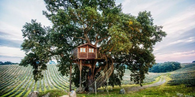 Những ngôi nhà trên cây tuyệt đẹp khiến bạn mộng mơ đến một cuộc sống chan hòa bên thiên nhiên - Ảnh 7.