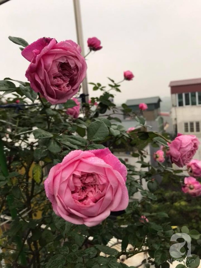 Người phụ nữ tận hưởng hạnh phúc trọn vẹn bên vườn hồng trên cao giữa lòng Hà Nội - Ảnh 10.
