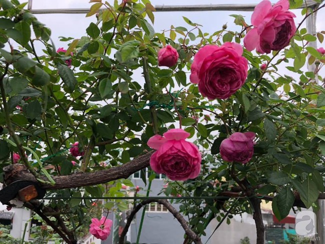 Người phụ nữ tận hưởng hạnh phúc trọn vẹn bên vườn hồng trên cao giữa lòng Hà Nội - Ảnh 1.