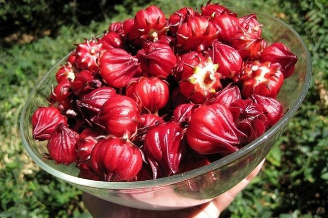 Thực phẩm ngon, bổ dưỡng này còn là thuốc bổ gan mật được Đông y vô cùng coi trọng - Ảnh 2. Thực phẩm ngon, bổ dưỡng này còn là thuốc bổ gan mật được Đông y vô cùng coi trọng - Ảnh 2.