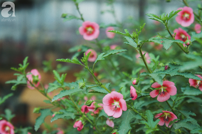 Khung cảnh tấp nập chở Tết về nhà tại chợ cây cảnh Xuân Quan, gây chú ý nhất là loại hoa mới nổi này - Ảnh 11.