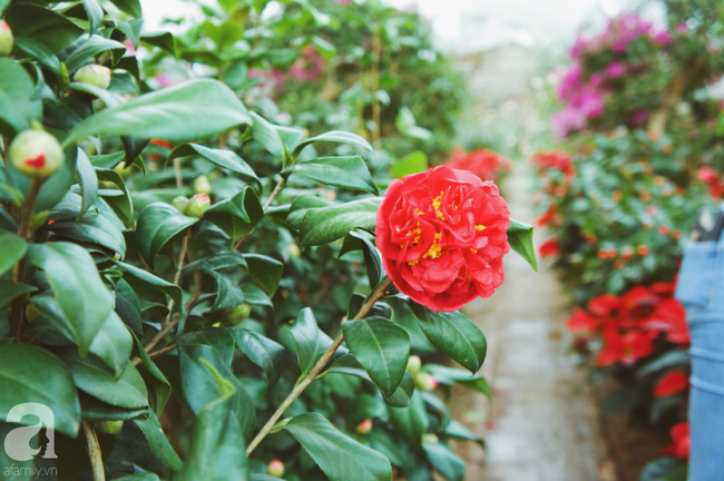 Khung cảnh tấp nập chở Tết về nhà tại chợ cây cảnh Xuân Quan, gây chú ý nhất là loại hoa mới nổi này - Ảnh 16.