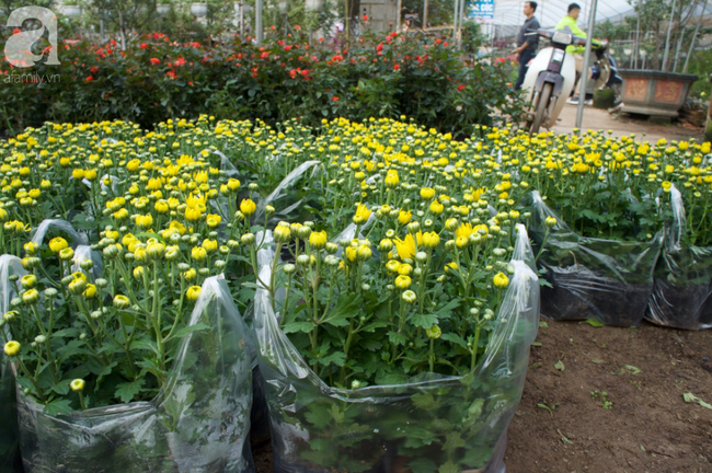 Khung cảnh tấp nập chở Tết về nhà tại chợ cây cảnh Xuân Quan, gây chú ý nhất là loại hoa mới nổi này - Ảnh 24.