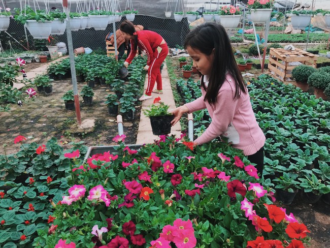 Khung cảnh tấp nập chở Tết về nhà tại chợ cây cảnh Xuân Quan, gây chú ý nhất là loại hoa mới nổi này - Ảnh 9.