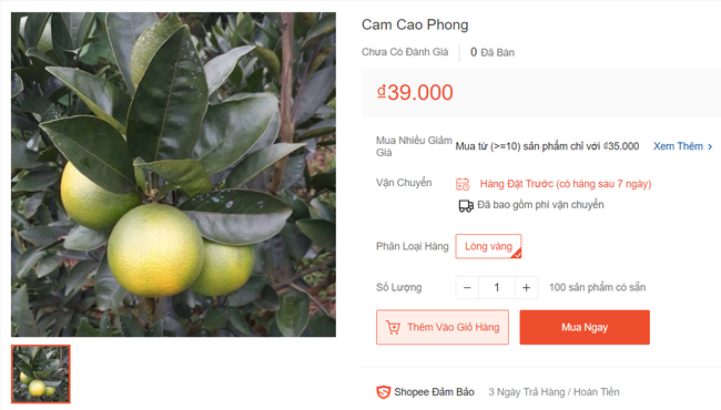 Hết mê hồn trận cam sành, người tiêu dùng lại được phen lao đao vì cam Cao Phong cũng tiếp tục loạn giá - Ảnh 7. Hết mê hồn trận cam sành, người tiêu dùng lại được phen lao đao vì cam Cao Phong cũng tiếp tục loạn giá - Ảnh 7.