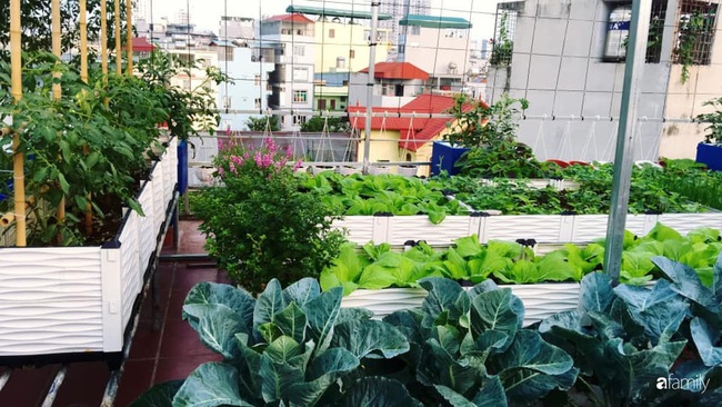 Sân thượng xanh mát đa dạng rau quả sạch cho bữa ăn thêm an tâm của mẹ hai con Hà Nội - Ảnh 2.