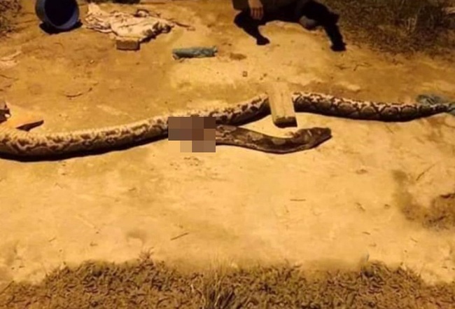 heroic-kedah-oku-teen-rescues-mother-by-wrestling-50kg-python-which-attacked-her-world-of-buzz-4-768x521-15731047835291244296459.jpg