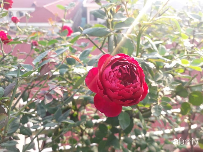 Sân thượng 50m2 trồng đủ loại rau sạch và hoa hồng của bà mẹ Hà Nội - Ảnh 23.