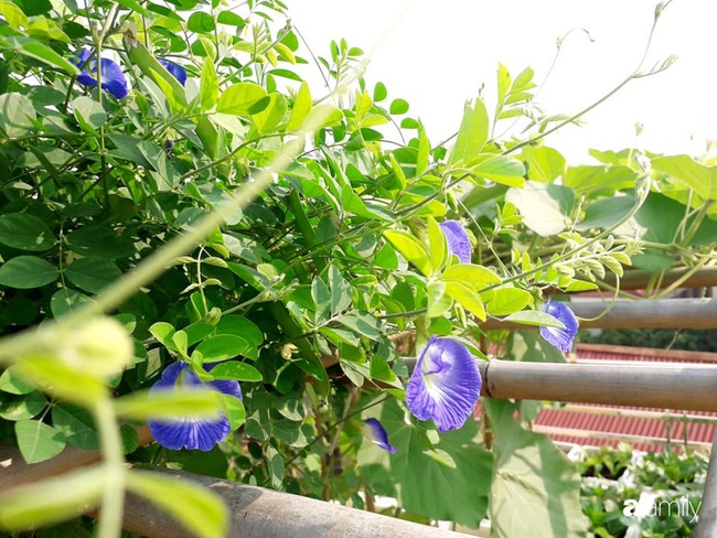 Sân thượng 50m2 trồng đủ loại rau sạch và hoa hồng của bà mẹ Hà Nội - Ảnh 5.
