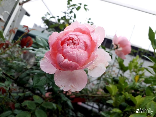 Sân thượng 50m2 trồng đủ loại rau sạch và hoa hồng của bà mẹ Hà Nội - Ảnh 21.