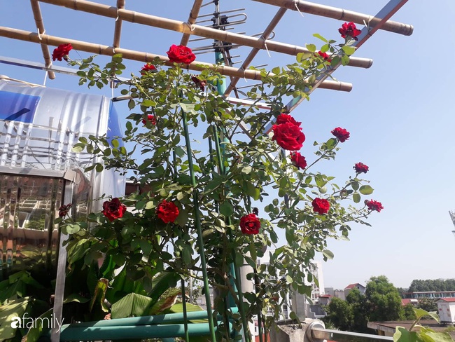 Sân thượng 50m2 trồng đủ loại rau sạch và hoa hồng của bà mẹ Hà Nội - Ảnh 17.