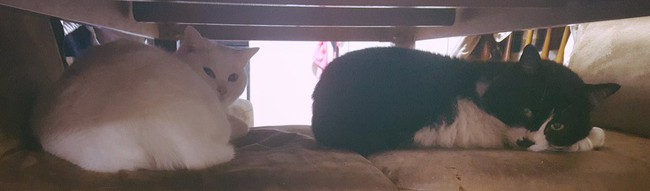 C&acirc;u chuyện x&uacute;c động về ch&uacute; m&egrave;o đưa thư đang lấy đi nước mắt của d&acirc;n mạng Nhật - Ảnh 5.