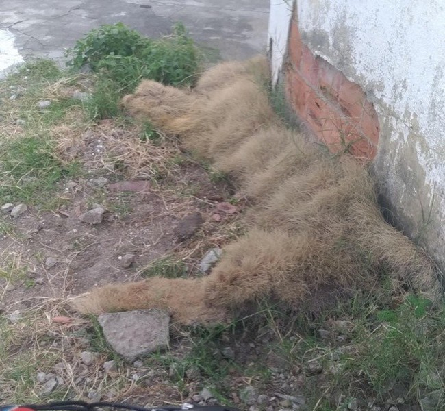 19 bức ảnh khiến bạn kh&ocirc;ng tin v&agrave;o mắt m&igrave;nh v&igrave; sự v&ocirc; l&yacute;, phải rụi mắt nh&igrave;n lại chục lần mới nhận ra - Ảnh 13.