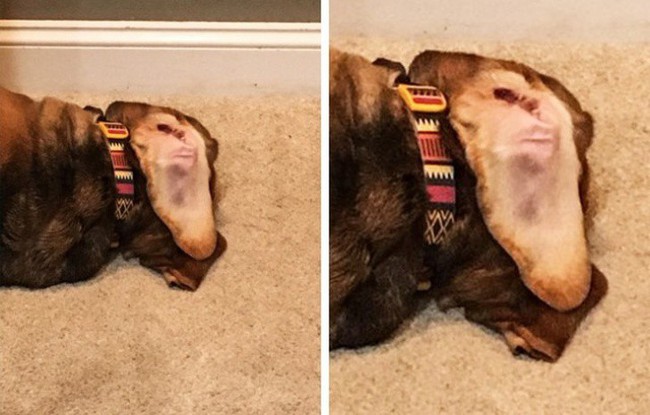 19 bức ảnh khiến bạn kh&ocirc;ng tin v&agrave;o mắt m&igrave;nh v&igrave; sự v&ocirc; l&yacute;, phải rụi mắt nh&igrave;n lại chục lần mới nhận ra - Ảnh 5.