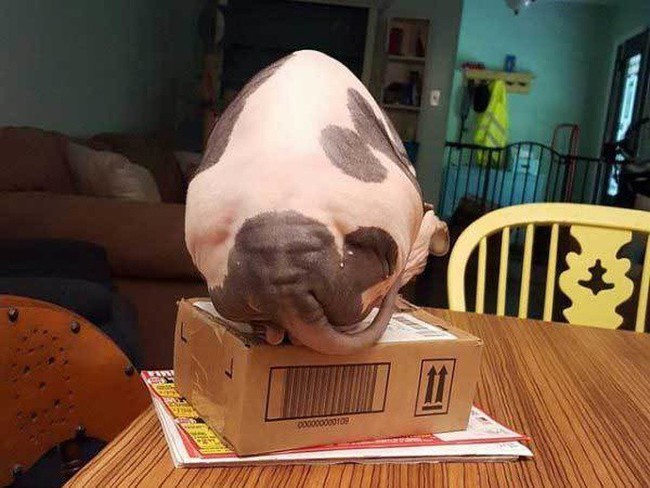 19 bức ảnh khiến bạn kh&ocirc;ng tin v&agrave;o mắt m&igrave;nh v&igrave; sự v&ocirc; l&yacute;, phải rụi mắt nh&igrave;n lại chục lần mới nhận ra - Ảnh 8.