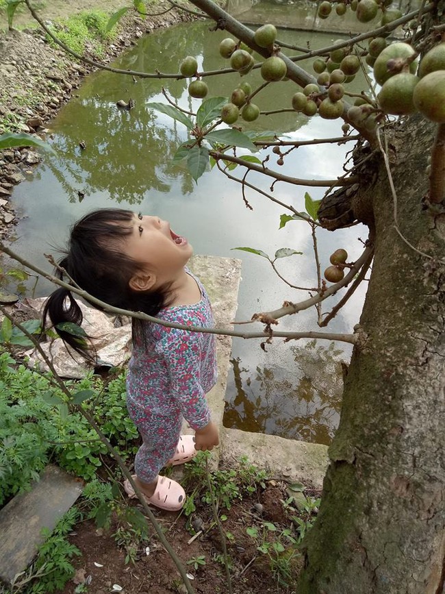 Ngắm bức ảnh c&ocirc; b&eacute; t&oacute;c đu&ocirc;i g&agrave; h&aacute; miệng chờ sung suốt 15 ph&uacute;t v&igrave; tin lời chị, đảm bảo mẹ n&agrave;o cũng tan chảy - Ảnh 1.